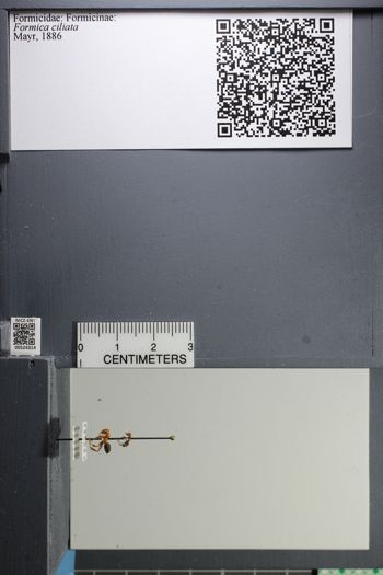 Media type: image;   Entomology 524314
